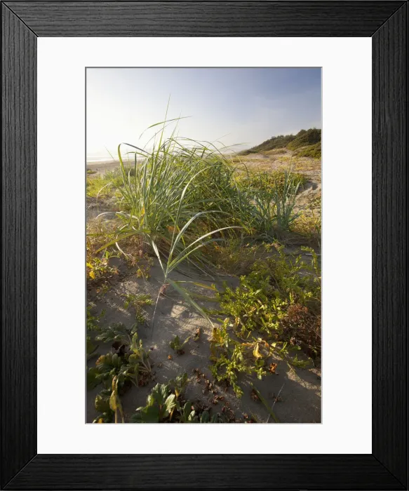 Framed Print : Endangered And Rare Coastal Sand Dunes At Wickaninnish Beach (Which Connects To Long Beach) In Pacific Rim National Park Near Tofino Framed Print : Endangered And Rare Coastal Sand Dunes At Wickaninnish Beach (Which Connects To Long Beach) In Pacific Rim National Park Near Tofino