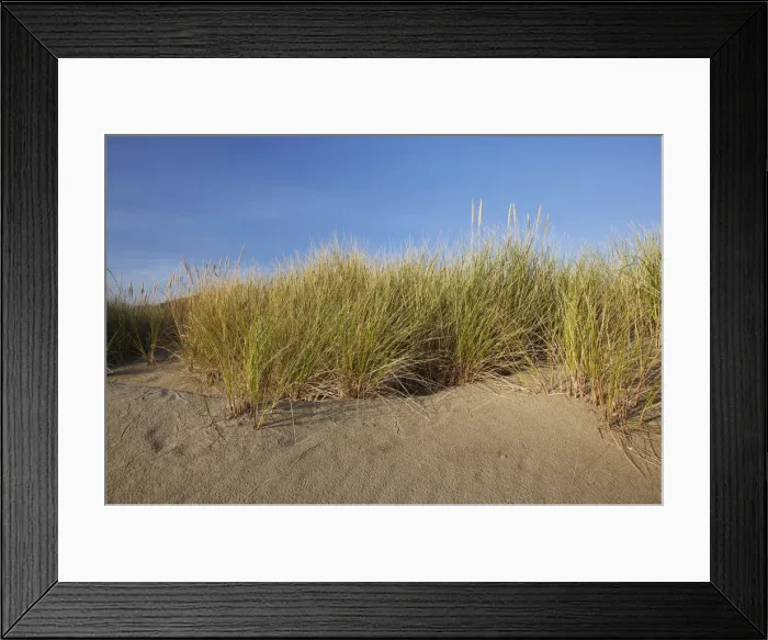 Framed Print : Endangered And Rare Coastal Sand Dunes At Wickaninnish Beach (Which Connects To Long Beach) In Pacific Rim National Park Near Tofino