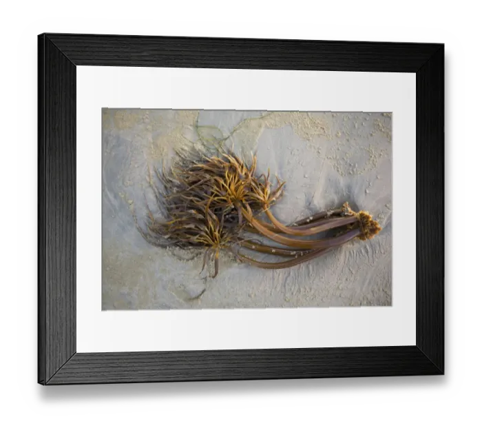 Framed Print : Bull Kelp Seaweed Washed Up On Wickaninnish Beach In Pacific Rim National Park Near Tofino Framed Print : Bull Kelp Seaweed Washed Up On Wickaninnish Beach In Pacific Rim National Park Near Tofino