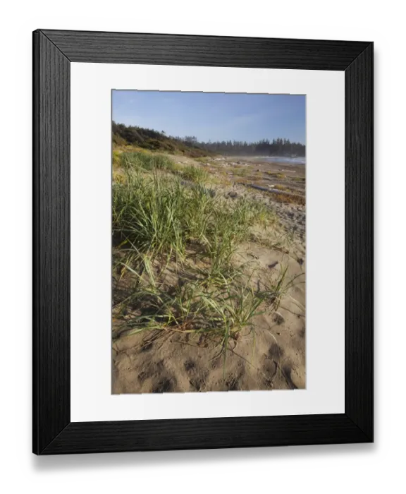 Framed Print : Endangered And Rare Coastal Sand Dunes At Wickaninnish Beach (Which Connects To Long Beach) In Pacific Rim National Park Near Tofino