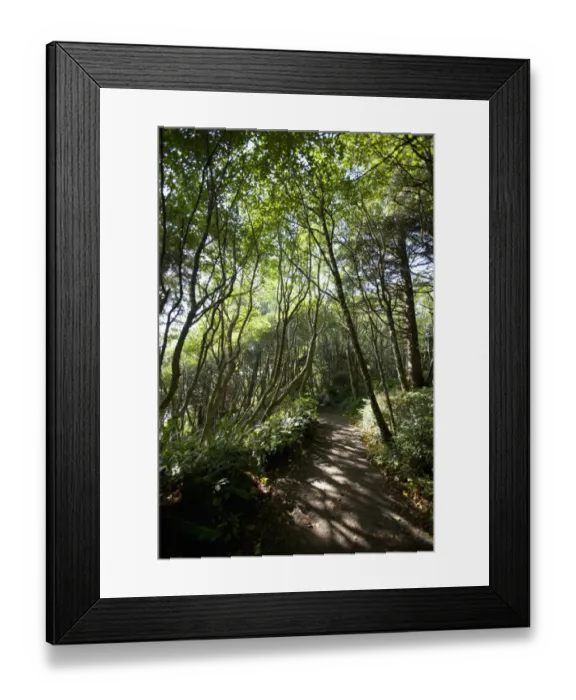 Framed Print : The Path To Florencia Bay In Pacific Rim National Park Near Tofino Framed Print : The Path To Florencia Bay In Pacific Rim National Park Near Tofino