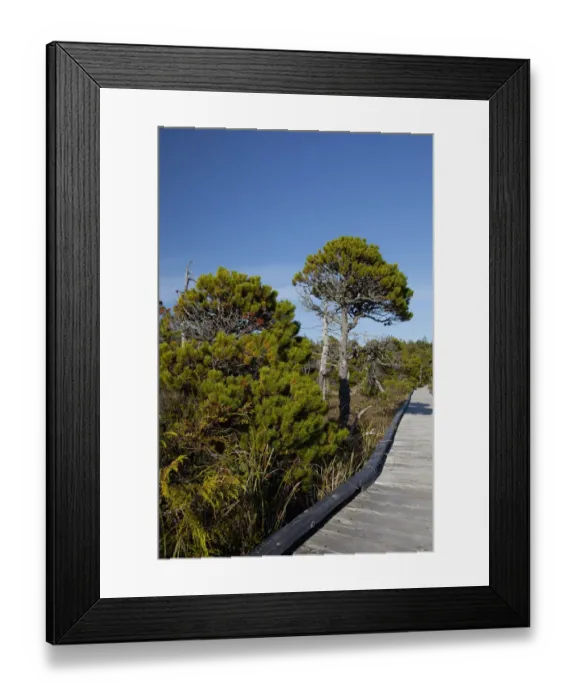 Framed Print : The Cedar Boardwalk Path In The Shorepine Bog Trail In Pacific Rim National Park Near Tofino