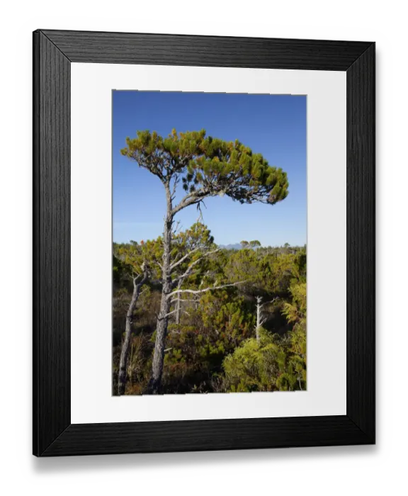 Framed Print : The Shorepine Bog Trail In Pacific Rim National Park Near Tofino Framed Print : The Shorepine Bog Trail In Pacific Rim National Park Near Tofino