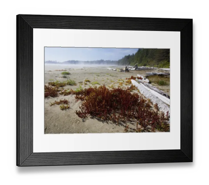 Framed Print : Mist And Fog Forms Over Long Beach In Pacific Rim National Park Near Tofino