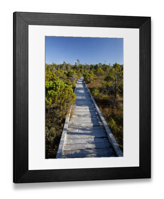 Framed Print : The Cedar Boardwalk Path In The Shorepine Bog Trail In Pacific Rim National Park Near Tofino Framed Print : The Cedar Boardwalk Path In The Shorepine Bog Trail In Pacific Rim National Park Near Tofino