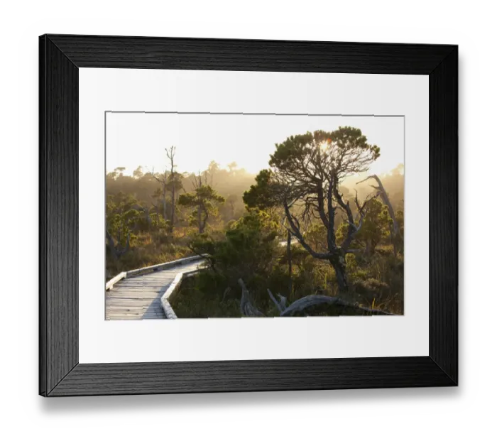 Framed Print : The Cedar Boardwalk Path In The Shorepine Bog Trail In Pacific Rim National Park Near Tofino Framed Print : The Cedar Boardwalk Path In The Shorepine Bog Trail In Pacific Rim National Park Near Tofino