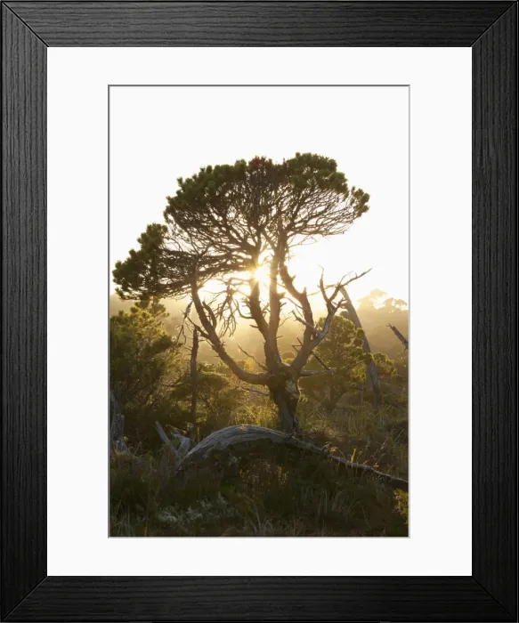 Framed Print : The Shorepine Bog Trail In Pacific Rim National Park Near Tofino