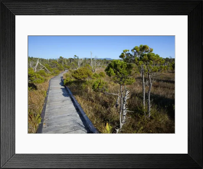 Framed Print : The Cedar Boardwalk Path In The Shorepine Bog Trail In Pacific Rim National Park Near Tofino Framed Print : The Cedar Boardwalk Path In The Shorepine Bog Trail In Pacific Rim National Park Near Tofino