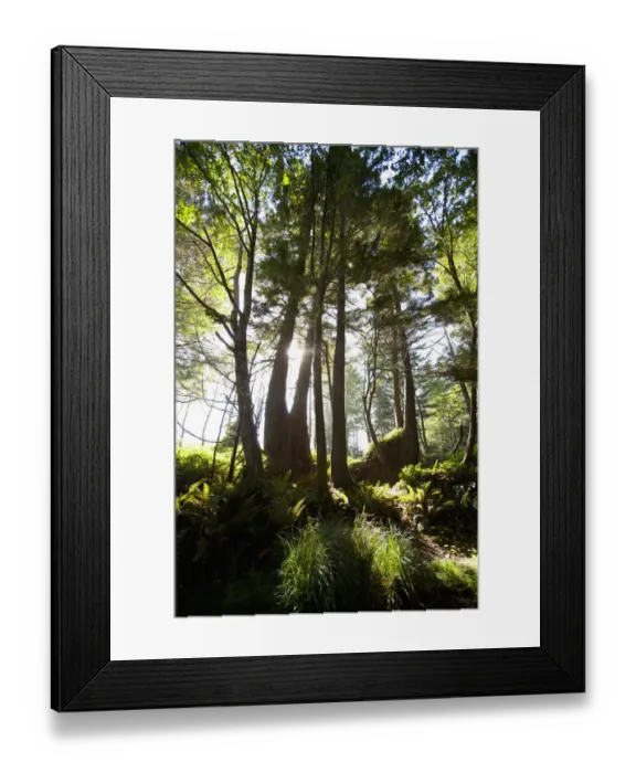 Framed Print : Old Growth Trees Backlit By The Sun Along The Path To Florencia Bay In Pacific Rim National Park Near Tofino
