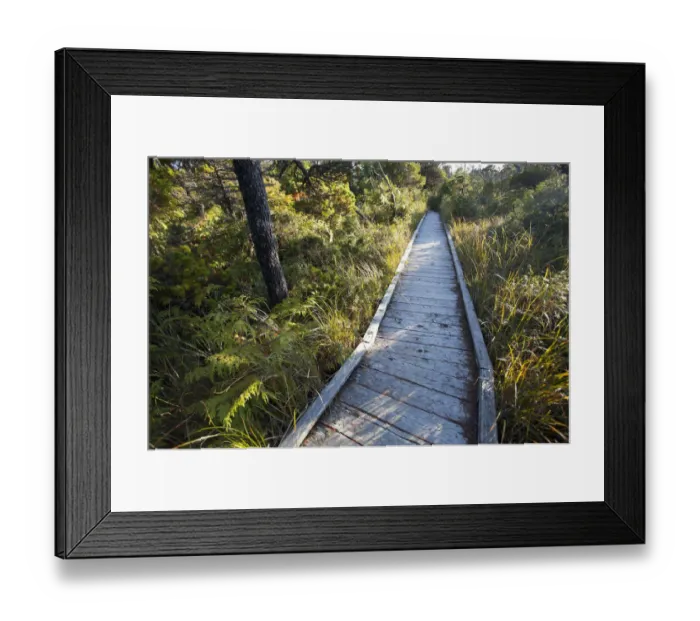 Framed Print : The Cedar Boardwalk Path On The Shorepine Bog Trail In Pacific Rim National Park Near Tofino