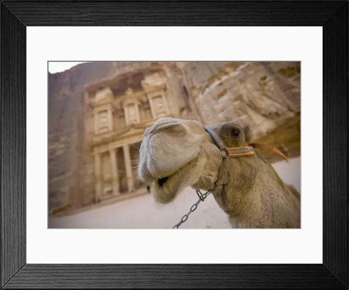 Framed Print : A Camel Stands In Front Of The Treasury In The Nabatean City Framed Print : A Camel Stands In Front Of The Treasury In The Nabatean City