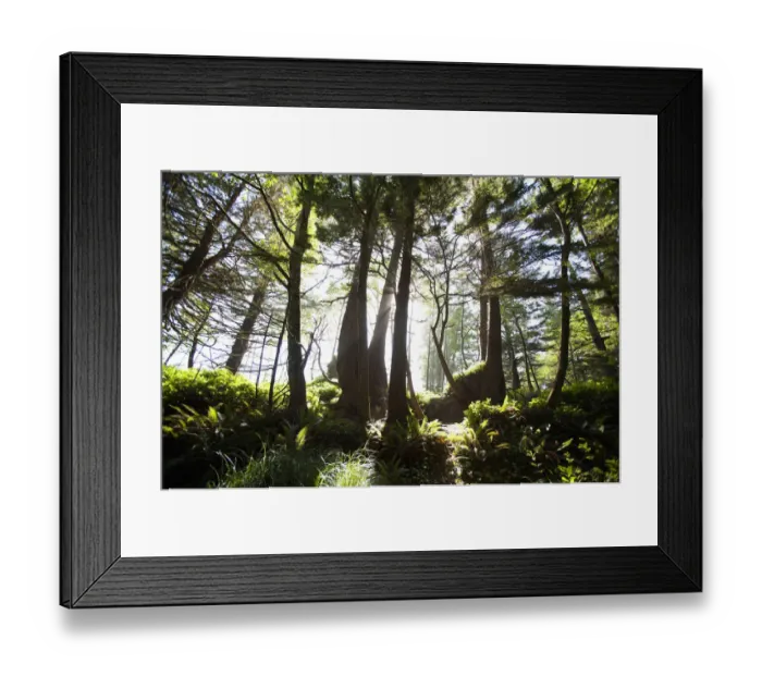 Framed Print : Old Growth Trees Backlit By The Sun Along The Path To Florencia Bay In Pacific Rim National Park Near Tofino