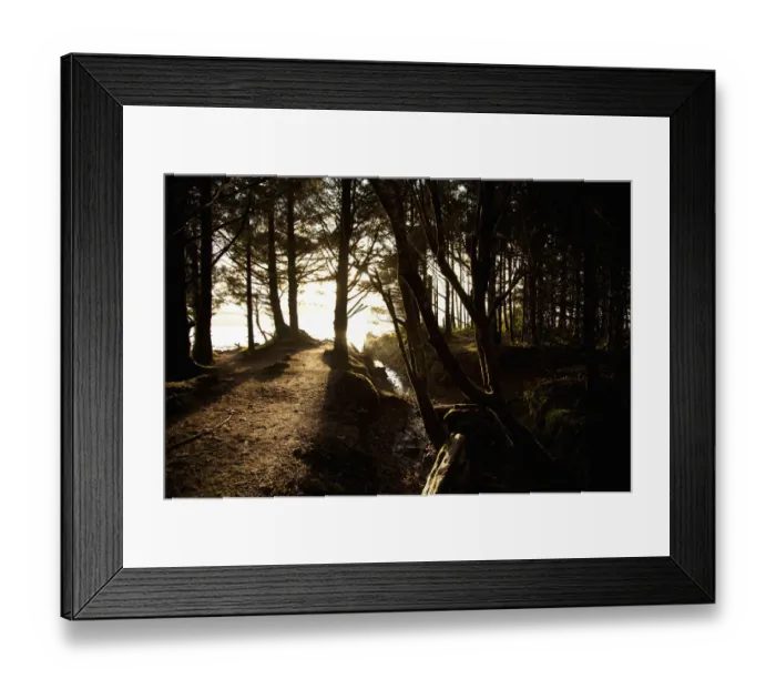 Framed Print : Sunlight Filters Through The Trees Along A Path Leading To Chestermans Beach And Franks Island Near Tofino Framed Print : Sunlight Filters Through The Trees Along A Path Leading To Chestermans Beach And Franks Island Near Tofino