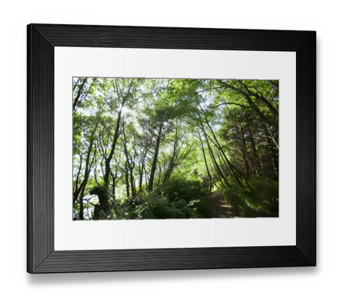 Framed Print : The Path To Florencia Bay In Pacific Rim National Park Near Tofino Framed Print : The Path To Florencia Bay In Pacific Rim National Park Near Tofino