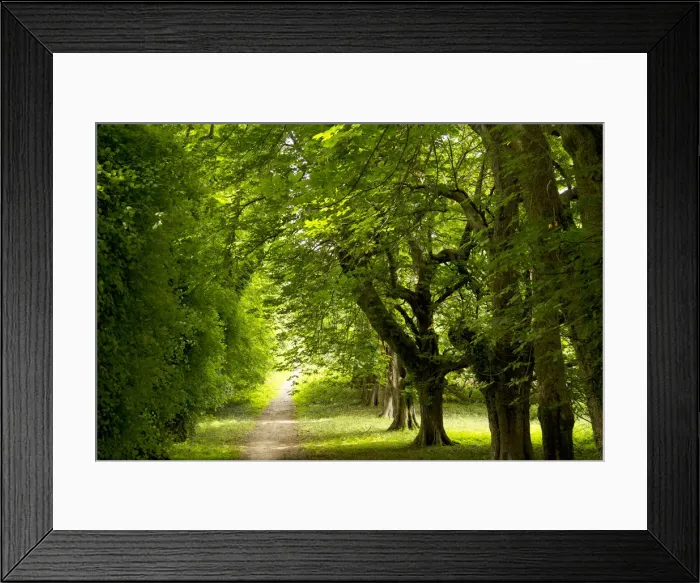 Framed Print : Path thru forest in Killarney National Park Framed Print : Path thru forest in Killarney National Park