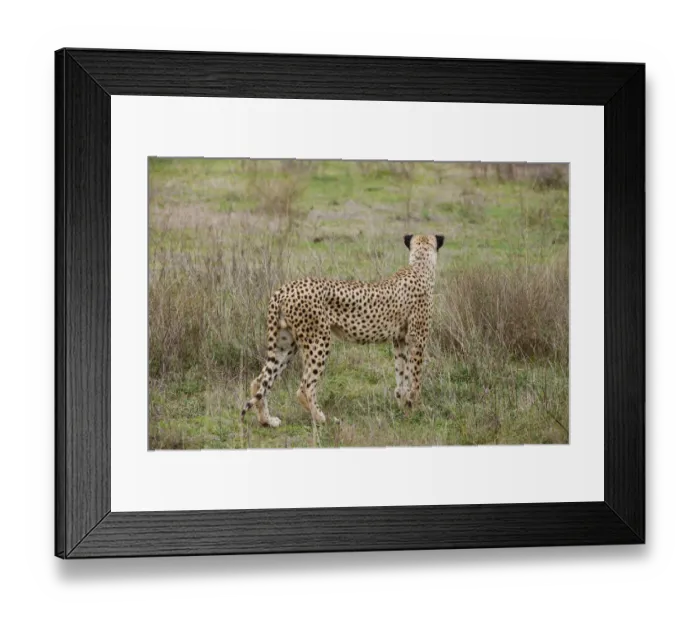 Framed Print : male Cheetah, Acinonyx jubatus Framed Print : male Cheetah, Acinonyx jubatus