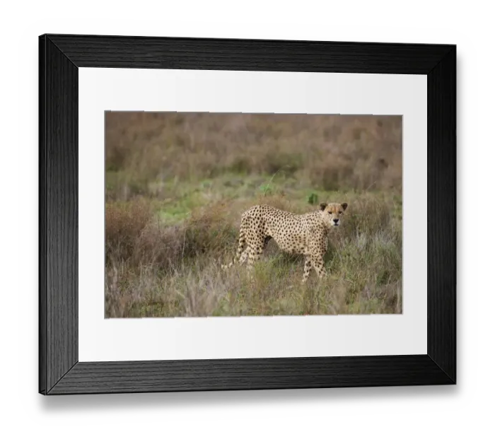 Framed Print : male Cheetah, Acinonyx jubatus Framed Print : male Cheetah, Acinonyx jubatus