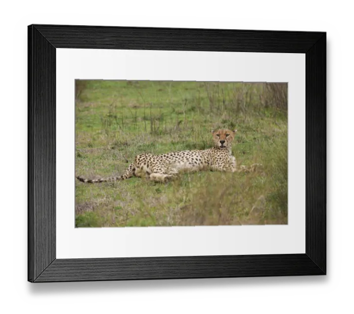 Framed Print : male Cheetah, Acinonyx jubatus