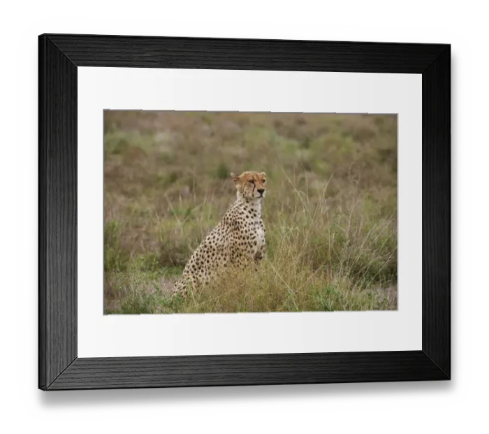 Framed Print : male Cheetah, Acinonyx jubatus Framed Print : male Cheetah, Acinonyx jubatus