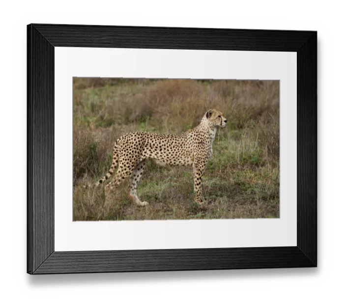 Framed Print : male Cheetah, Acinonyx jubatus
