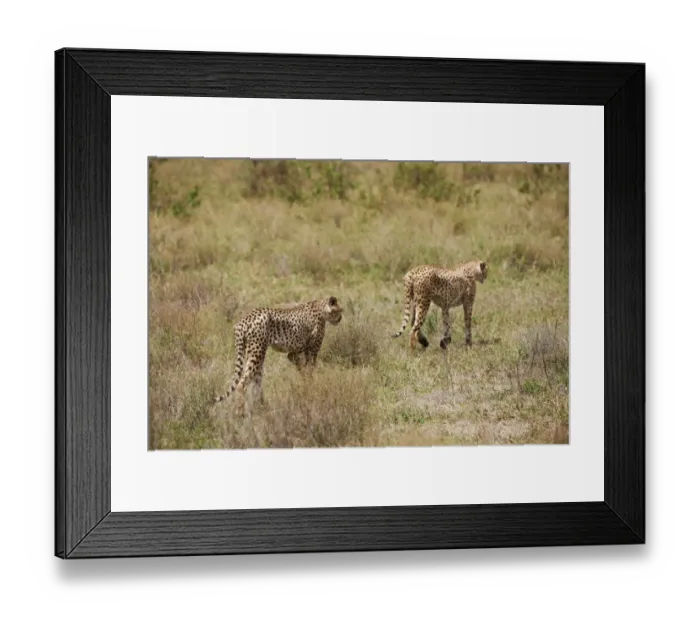 Framed Print : male Cheetah, Acinonyx jubatus Framed Print : male Cheetah, Acinonyx jubatus