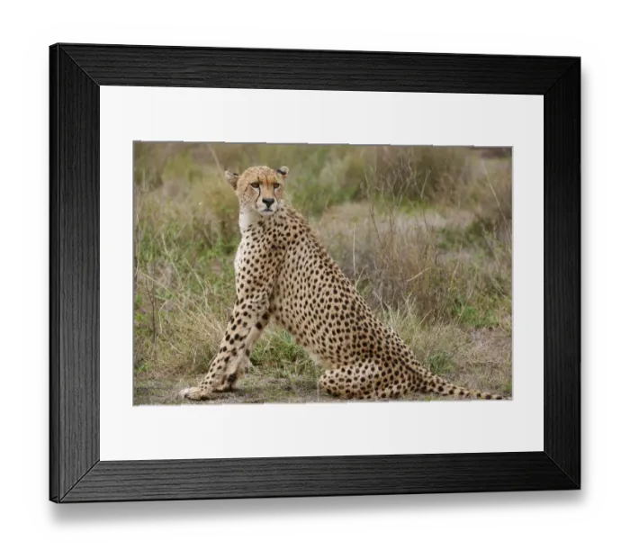 Framed Print : male Cheetah, Acinonyx jubatus Framed Print : male Cheetah, Acinonyx jubatus