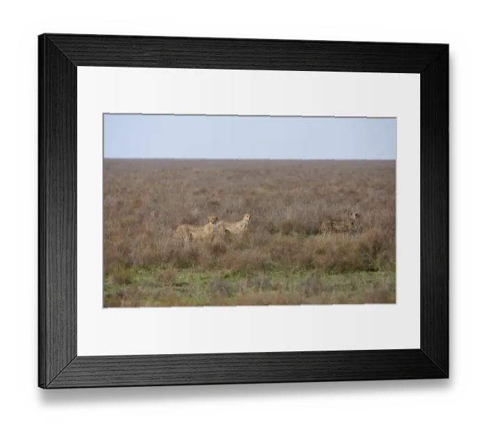 Framed Print : male Cheetah, Acinonyx jubatus Framed Print : male Cheetah, Acinonyx jubatus