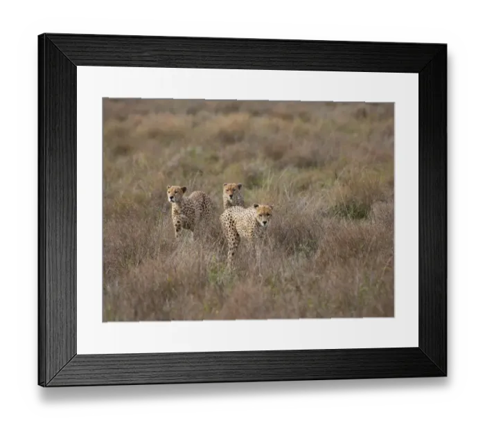 Framed Print : male Cheetah, Acinonyx jubatus Framed Print : male Cheetah, Acinonyx jubatus