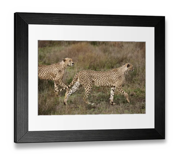 Framed Print : male Cheetah, Acinonyx jubatus Framed Print : male Cheetah, Acinonyx jubatus