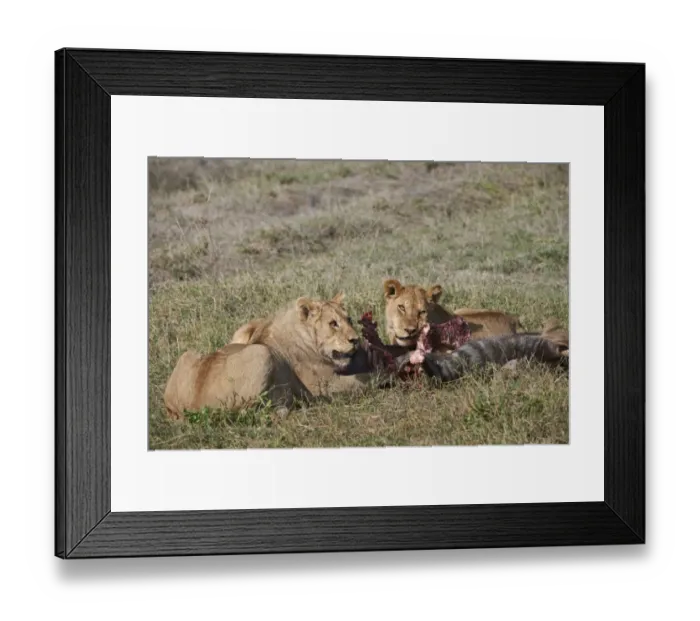 Framed Print : lions feeding on prey Framed Print : lions feeding on prey