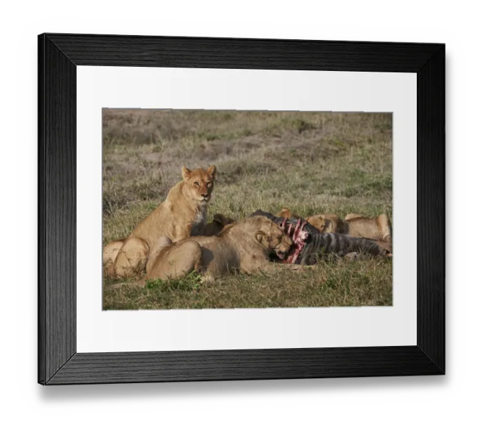 Framed Print : lions feeding on prey