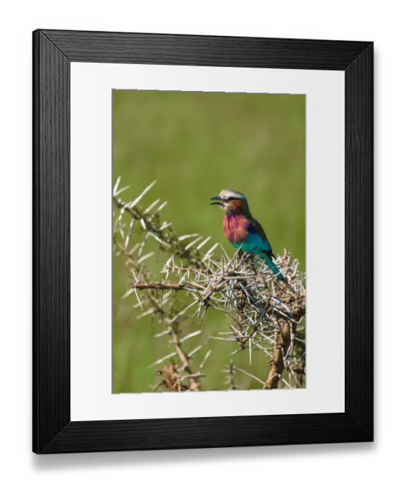 Framed Print : Lilac-Breasted Roller Framed Print : Lilac-Breasted Roller