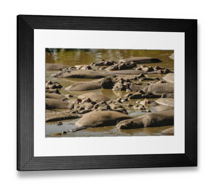 Framed Print : Hippos Sleeping Framed Print : Hippos Sleeping
