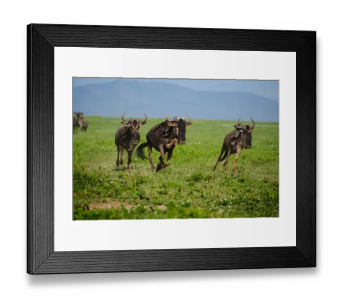 Framed Print : Wildebeest on the Move Framed Print : Wildebeest on the Move