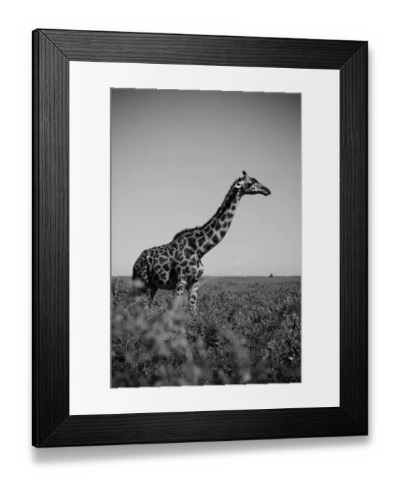 Framed Print : Giraffe. Serengeti, Tanzania Framed Print : Giraffe. Serengeti, Tanzania