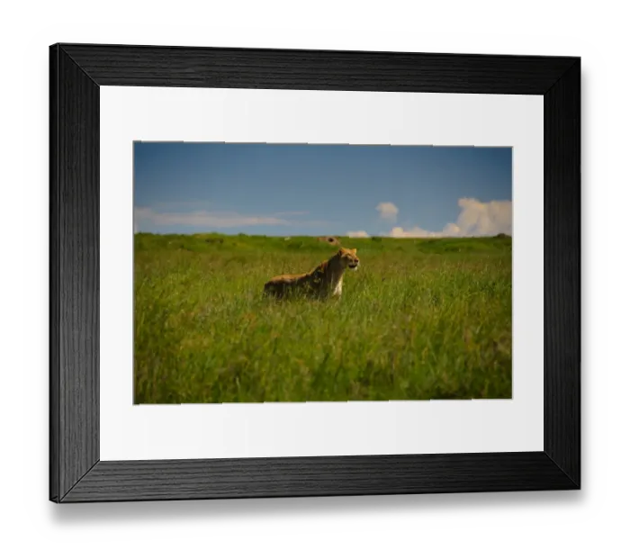 Framed Print : Lioness Stalking Prey Framed Print : Lioness Stalking Prey