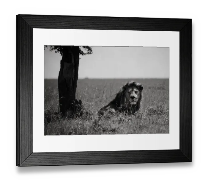 Framed Print : Male Lion. Serengeti, Tanzania