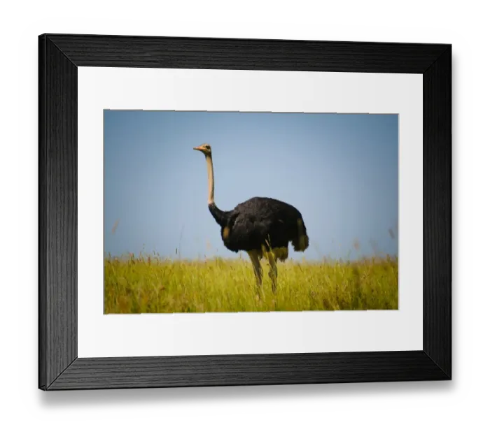 Framed Print : Male Ostrich Framed Print : Male Ostrich