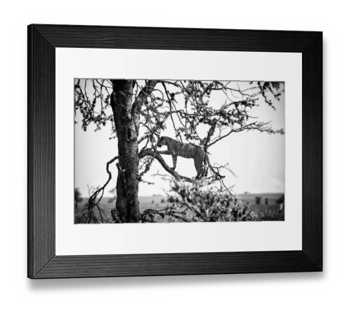 Framed Print : Leopard in a Tree, Serengeti, Tanzania Framed Print : Leopard in a Tree, Serengeti, Tanzania