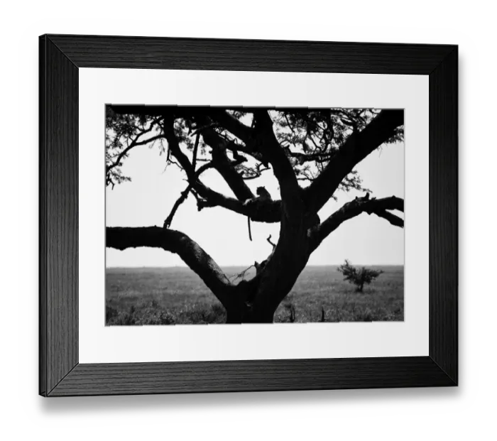 Framed Print : The Tell-Tail Signs of a Leopard Framed Print : The Tell-Tail Signs of a Leopard