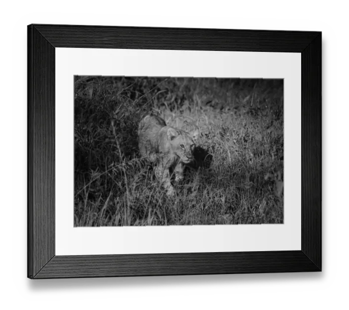 Framed Print : Lion Cub. Serengeti, Tanzania Framed Print : Lion Cub. Serengeti, Tanzania