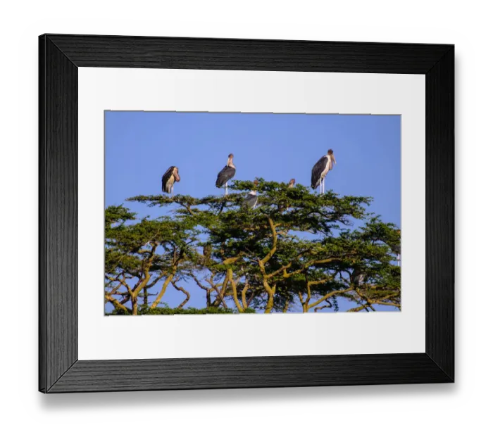 Framed Print : Marabou Stalks Framed Print : Marabou Stalks