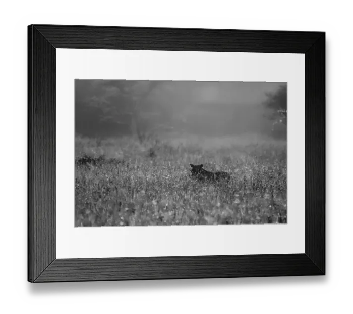 Framed Print : Warthog in High Grass Framed Print : Warthog in High Grass
