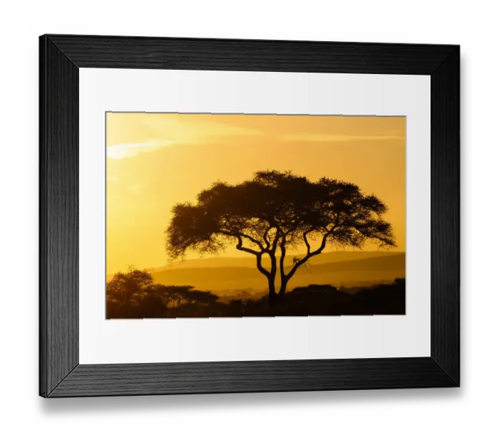 Framed Print : Silhouetted Tree