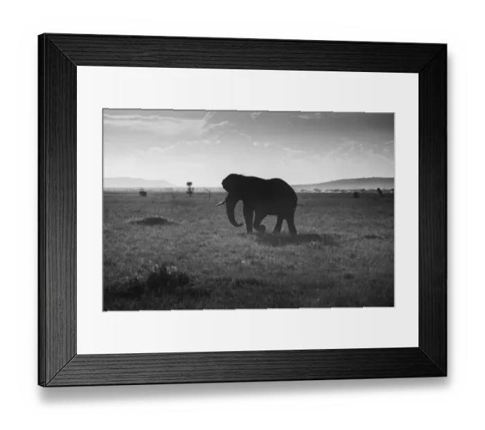 Framed Print : Elephant Silhouette Framed Print : Elephant Silhouette