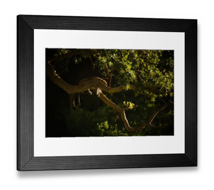 Framed Print : Leopard Resting Framed Print : Leopard Resting