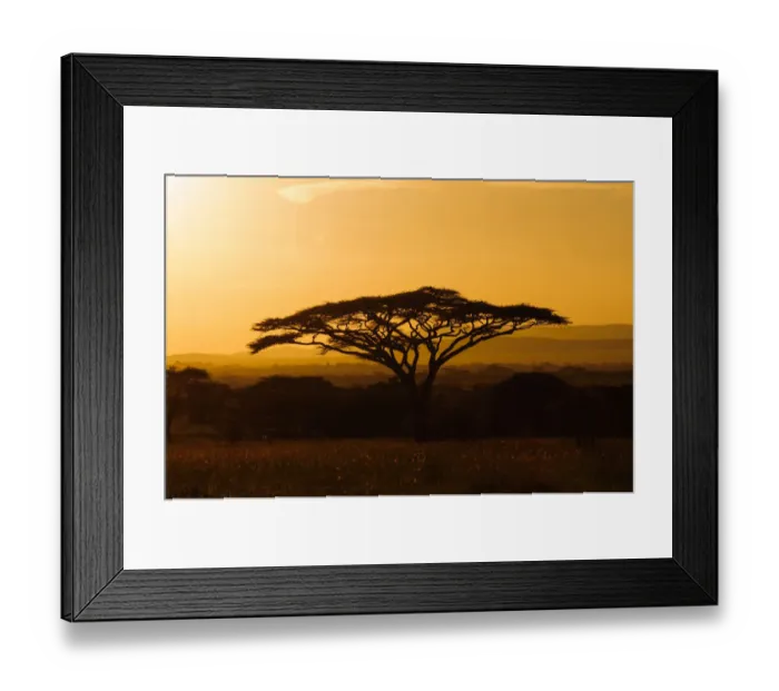 Framed Print : Flat-Top Acacia Framed Print : Flat-Top Acacia