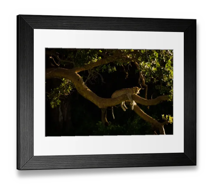 Framed Print : Leopard Resting Framed Print : Leopard Resting