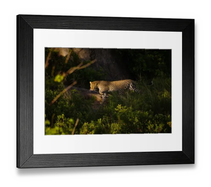 Framed Print : Leopard. Serengeti, Tanzania Framed Print : Leopard. Serengeti, Tanzania