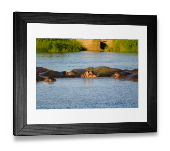 Framed Print : Hippos. Serengeti, Tanzania Framed Print : Hippos. Serengeti, Tanzania